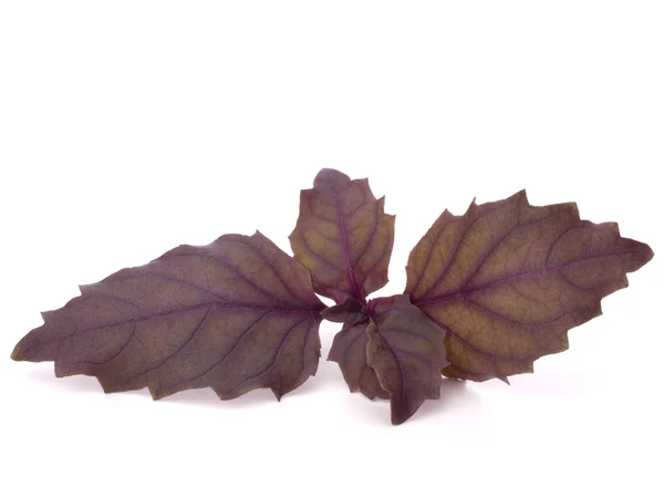 Folhas de manjericão doce — Fotografia de Stock
