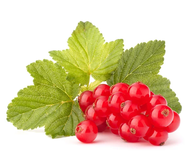 Rote Johannisbeeren und grüne Blätter Stillleben — Stockfoto