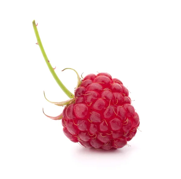 Reife Himbeeren — Stockfoto