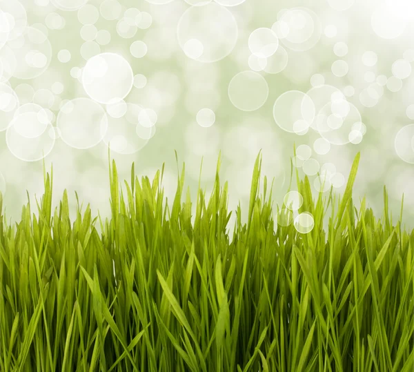 Spring daisy field. Easter card background. — Stock fotografie