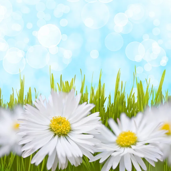 Spring daisy field. Easter card background. — Φωτογραφία Αρχείου