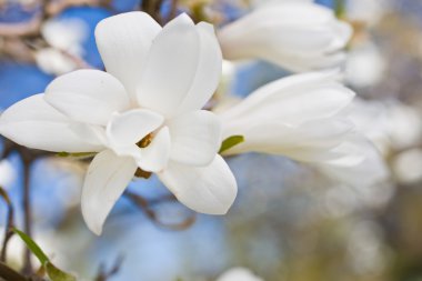 güzel Manolya çiçeği