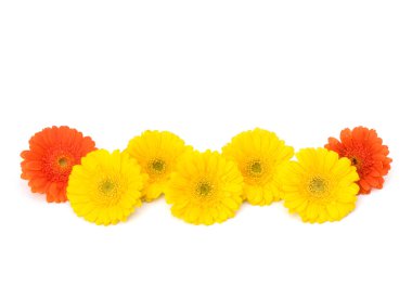 güzel papatya gerbera çiçekleri