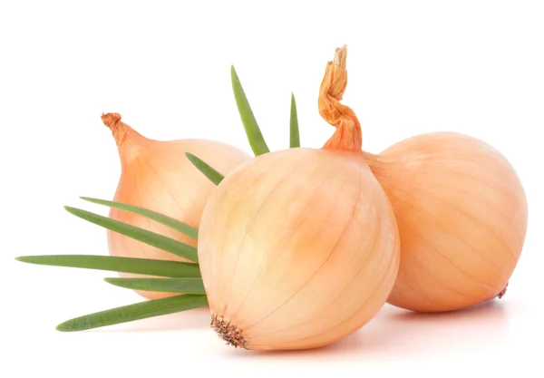 Onion vegetable — Stock Photo, Image