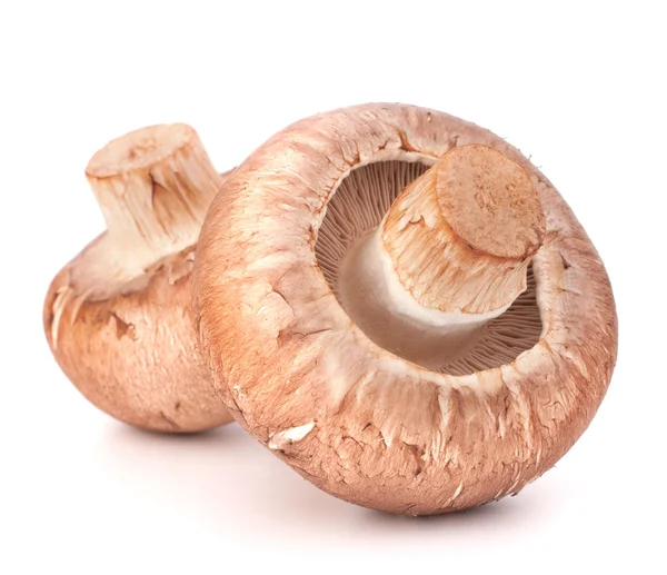 Fungo champignon marrone — Foto Stock