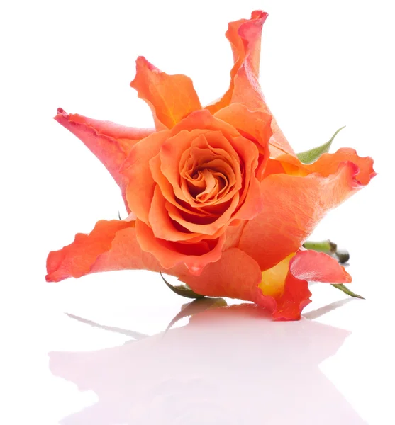 Orange rose — Stock Photo, Image