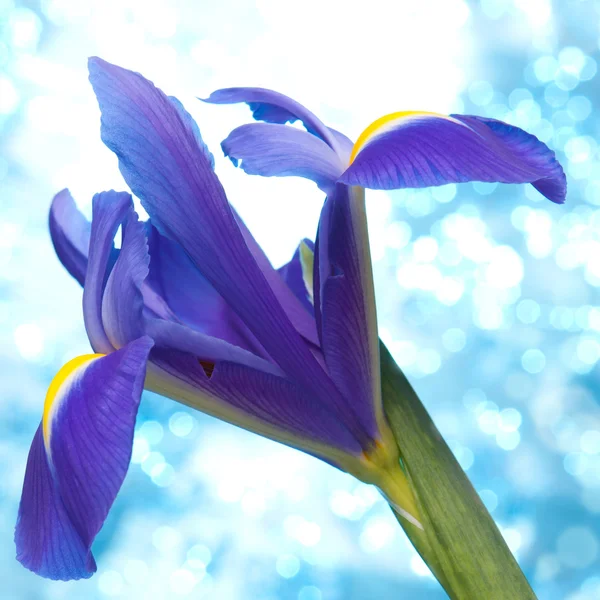 Güzel mavi iris çiçek arka plan — Stok fotoğraf