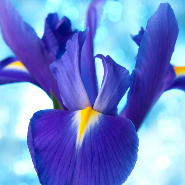 Hermoso fondo azul flores iris — Foto de Stock