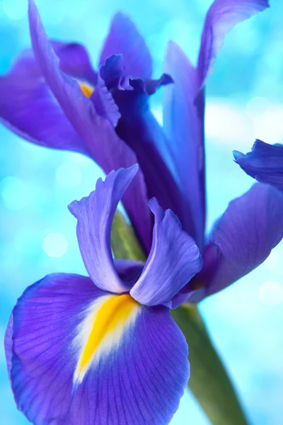 Hermoso fondo azul flores iris —  Fotos de Stock