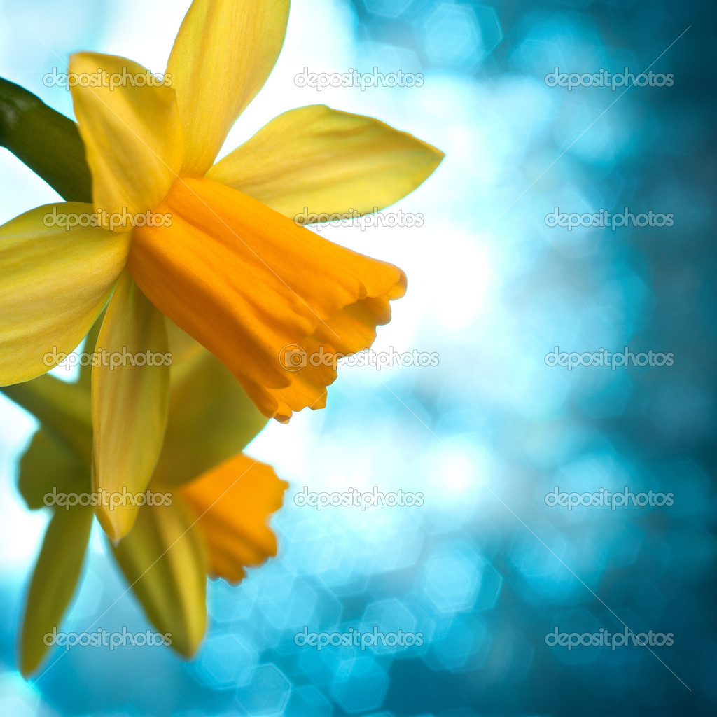 Beau narcisse jaune ou fond de fleurs de jonquille image libre de droit par  natika © #19070537