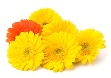 güzel papatya gerbera çiçekleri