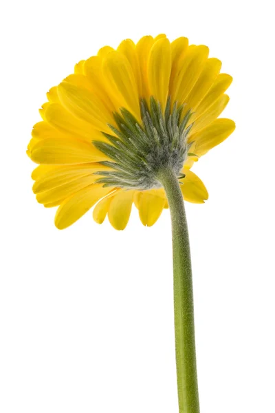 Bela margarida gerbera — Fotografia de Stock