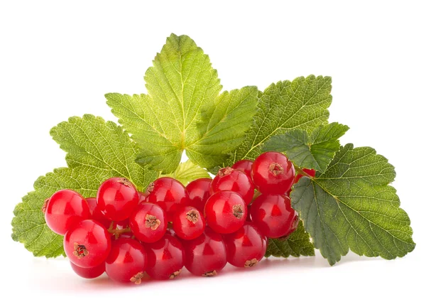 Red currants and green leaves still life — Stock Photo, Image