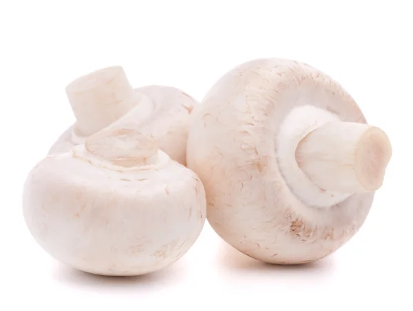 Ciuperci Champignon — Fotografie, imagine de stoc