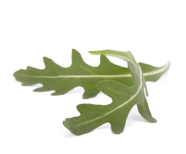 Ensalada de rúcula dulce o hojas de lechuga cohete —  Fotos de Stock