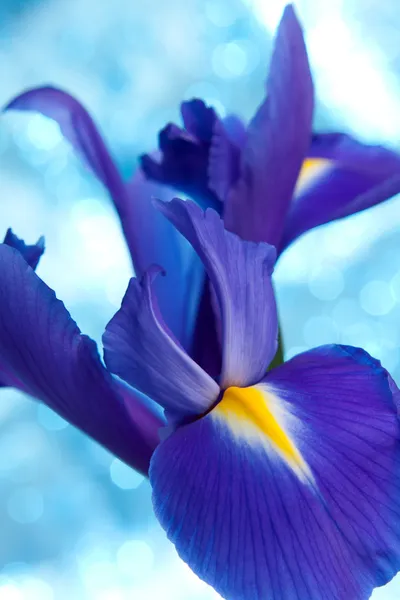 Hermoso fondo azul flores iris — Foto de Stock