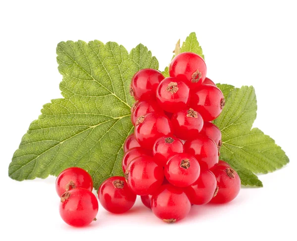 Rote Johannisbeeren und grüne Blätter Stillleben — Stockfoto