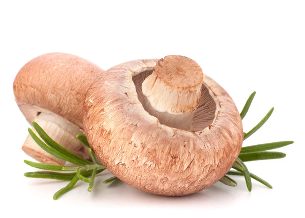 Καφέ champignon μανιτάρι και rosemary φύλλα — Φωτογραφία Αρχείου