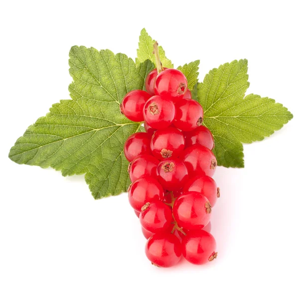 Rödavinbär och gröna blad stilleben — Stockfoto