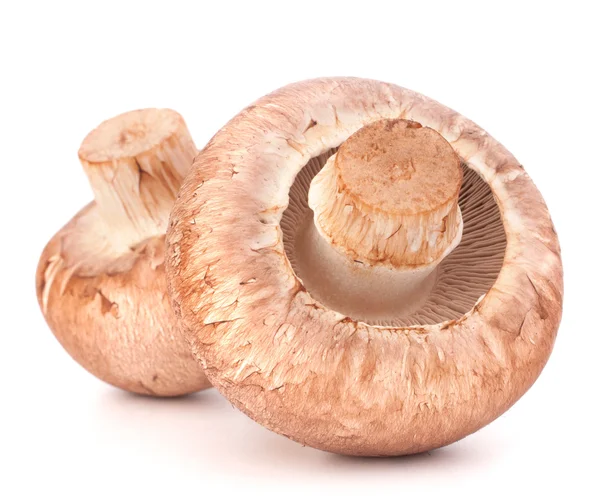 Cogumelo de champignon marrom — Fotografia de Stock