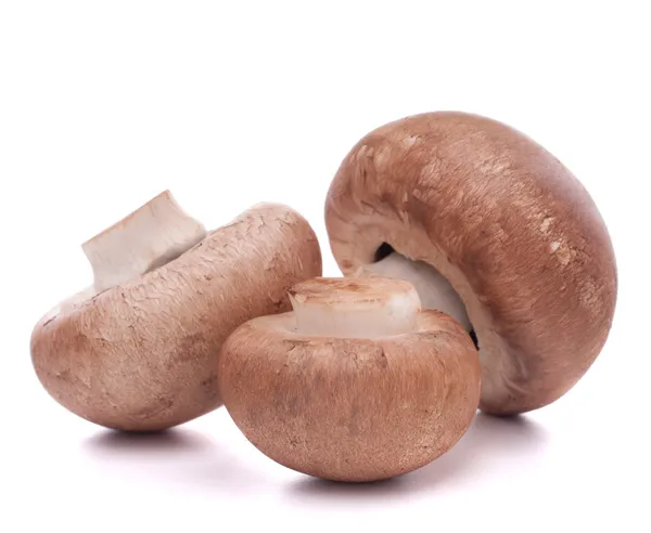 棕色香菇 — 图库照片