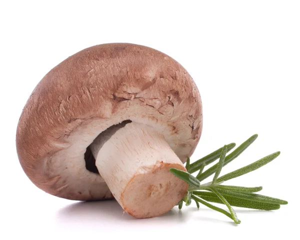 Braune Champignon-Pilze und Rosmarinblätter — Stockfoto