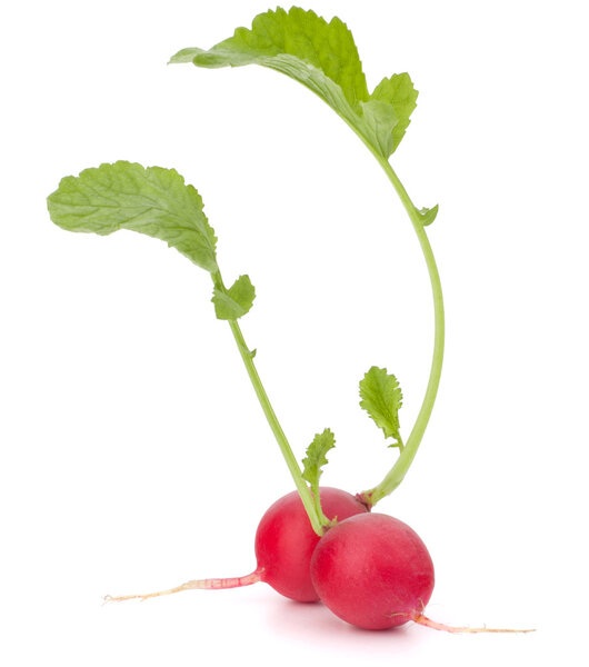 Small garden radish with leaves