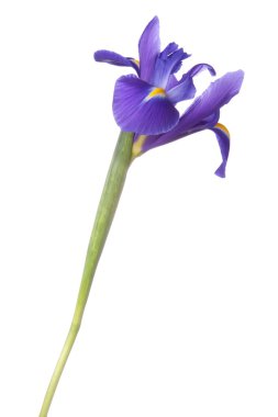 Blue iris or blueflag flower clipart