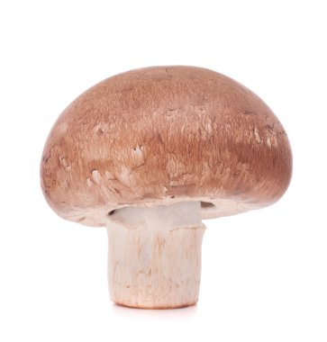 kahverengi champignon mantar