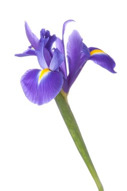 Mavi iris veya blueflag çiçek