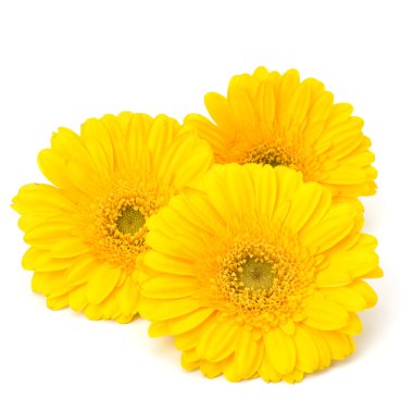 güzel papatya gerbera çiçekleri