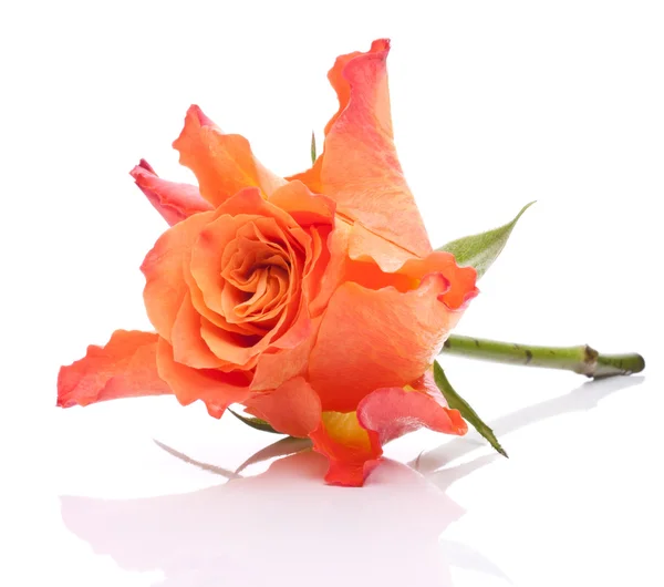 Orange rose — Stockfoto