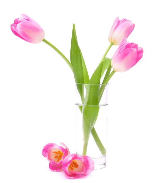 Pink tulips bouquet in vase isolated on white background — Stock Photo, Image