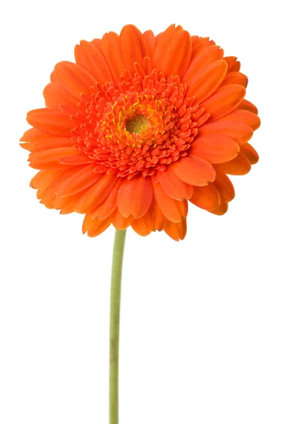 Beautiful daisy gerbera — Stock Photo, Image