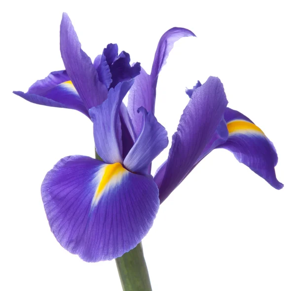 Iris bleu ou fleur de drapeau bleu — Photo