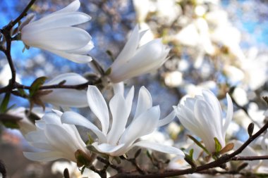 güzel Manolya çiçeği