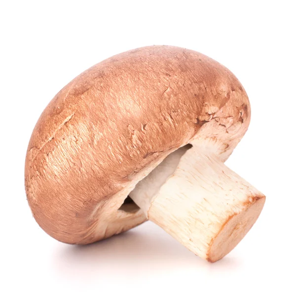 Kahverengi champignon mantar — Stok fotoğraf