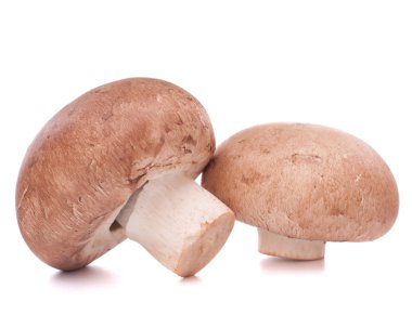 kahverengi champignon mantar