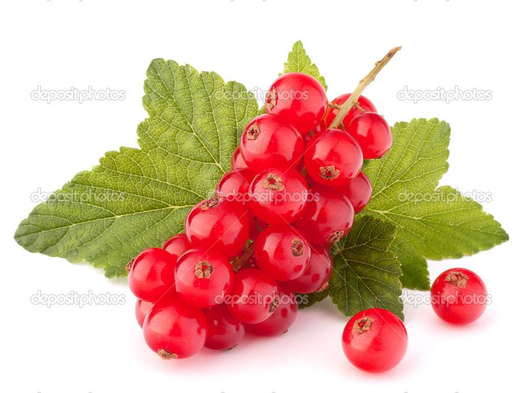 Red currants and green leaves still life