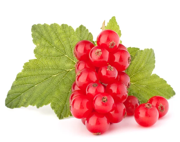 Rote Johannisbeeren und grüne Blätter Stillleben — Stockfoto