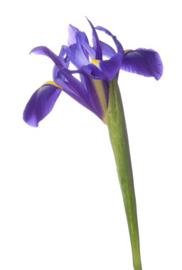 Mavi iris veya blueflag çiçek