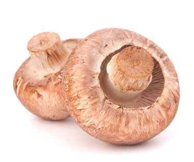 kahverengi champignon mantar