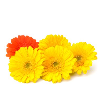 güzel papatya gerbera çiçekleri