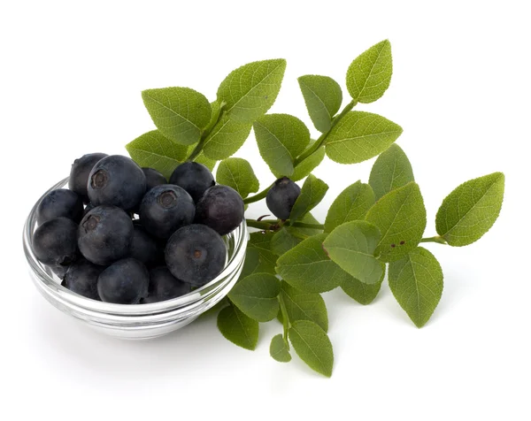 Mavi bilberry veya whortleberry — Stok fotoğraf