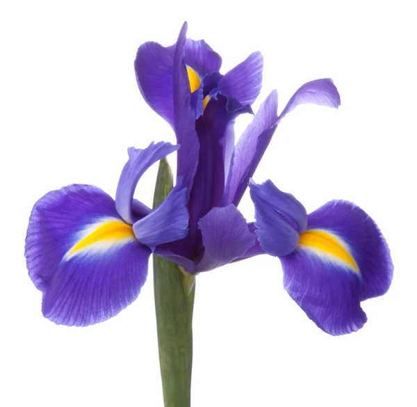 Mavi iris veya blueflag çiçek — Stok fotoğraf