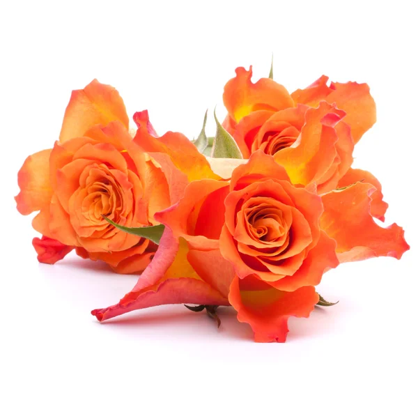 Rose arancioni — Foto Stock