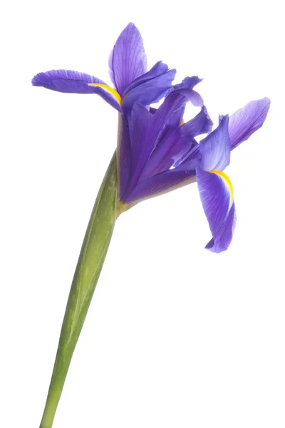 Blauwe iris of blueflag bloem — Stockfoto