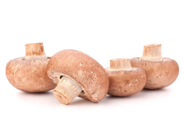 棕色双孢菇蘑菇组 — 图库照片
