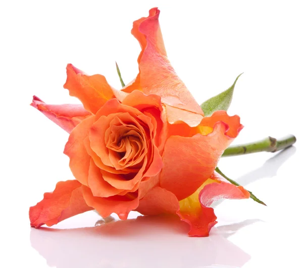 Oranje rose — Stockfoto