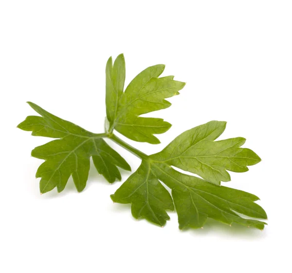 Parsley — Stock Photo, Image